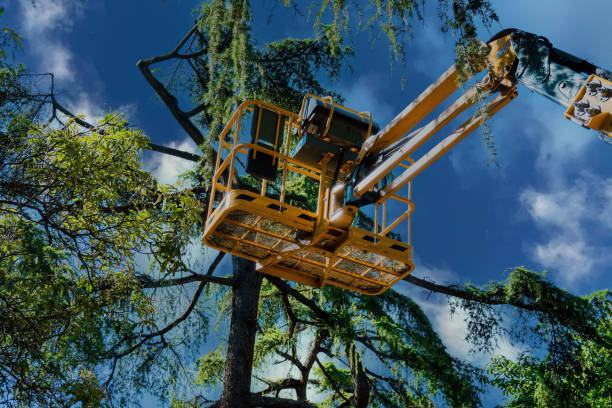 Best Commercial Tree Services  in Watkinsville, GA